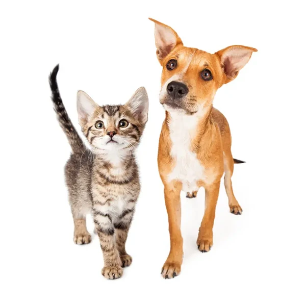 Cute puppy and kitten together walking forward over white studio background
