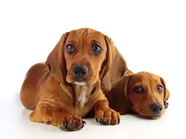 Two brown dogs