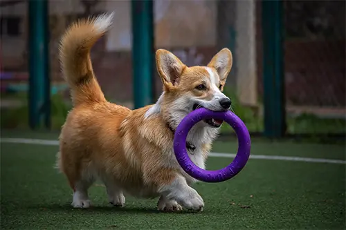 Canine Vasectomy Services
