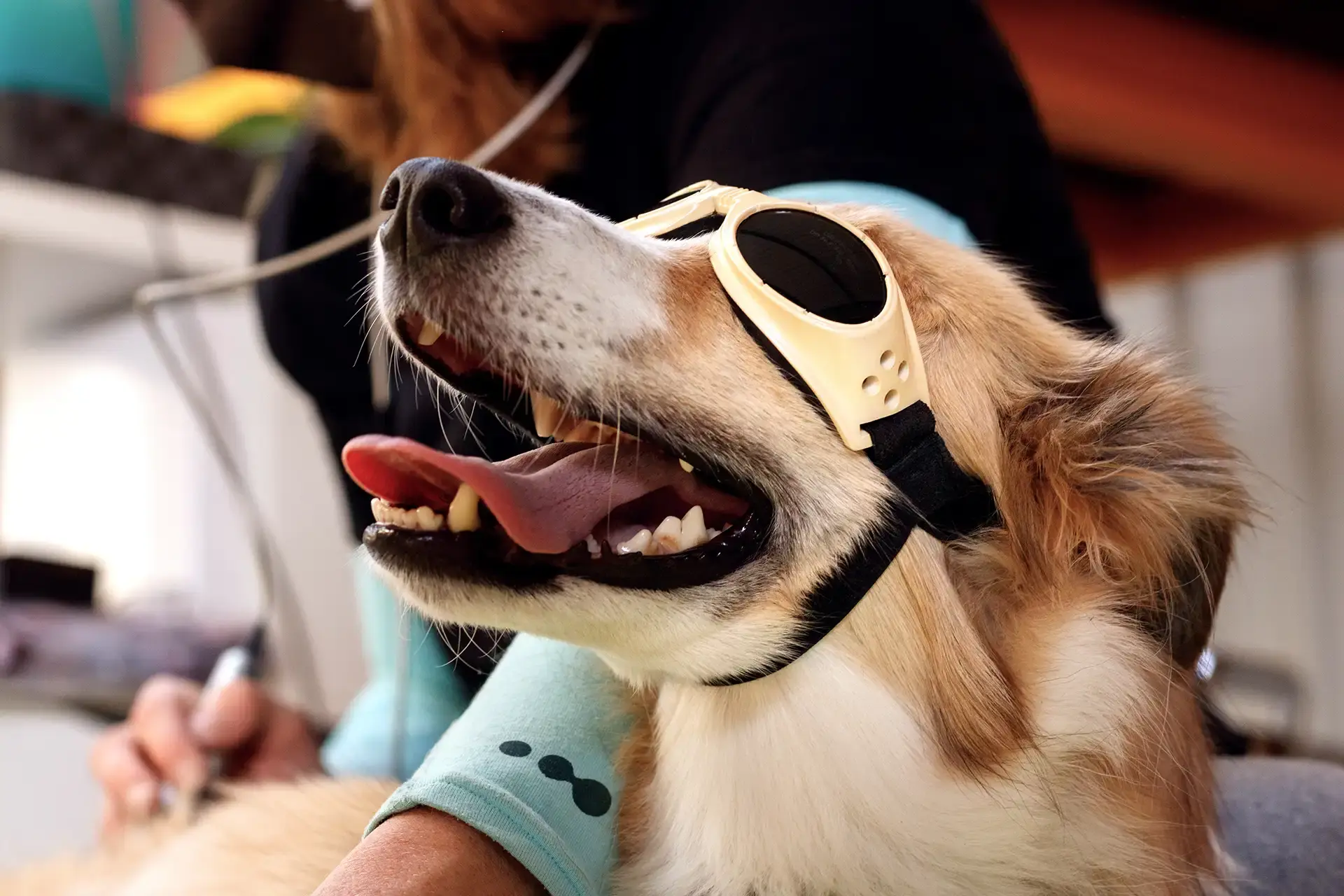 Spay, Neuter, & Vasectomy