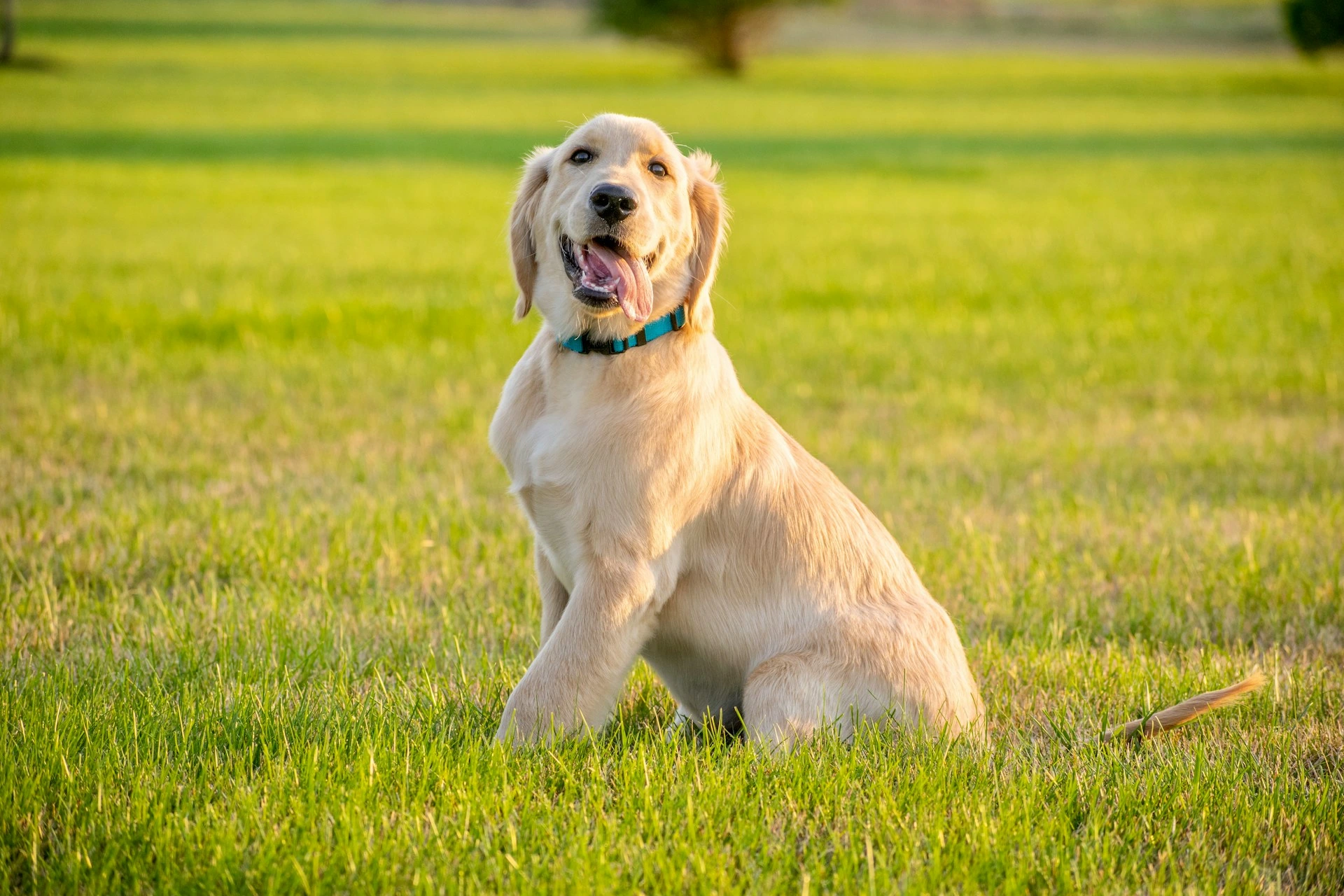 A Golden Retriever puppy sits in a lush green field.