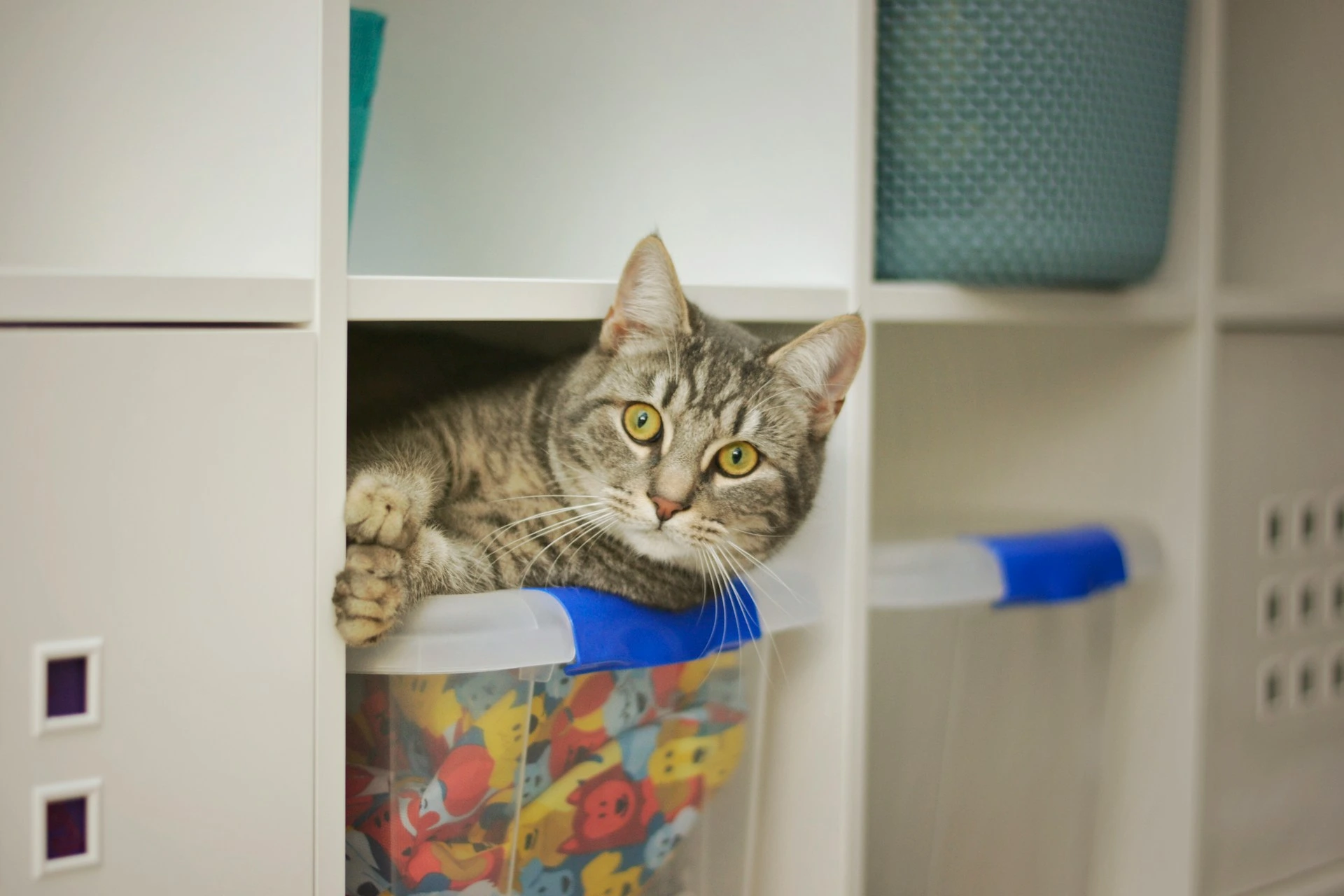 A grey tabby cat with large yellow eyes peers out from a white cubby shelf.