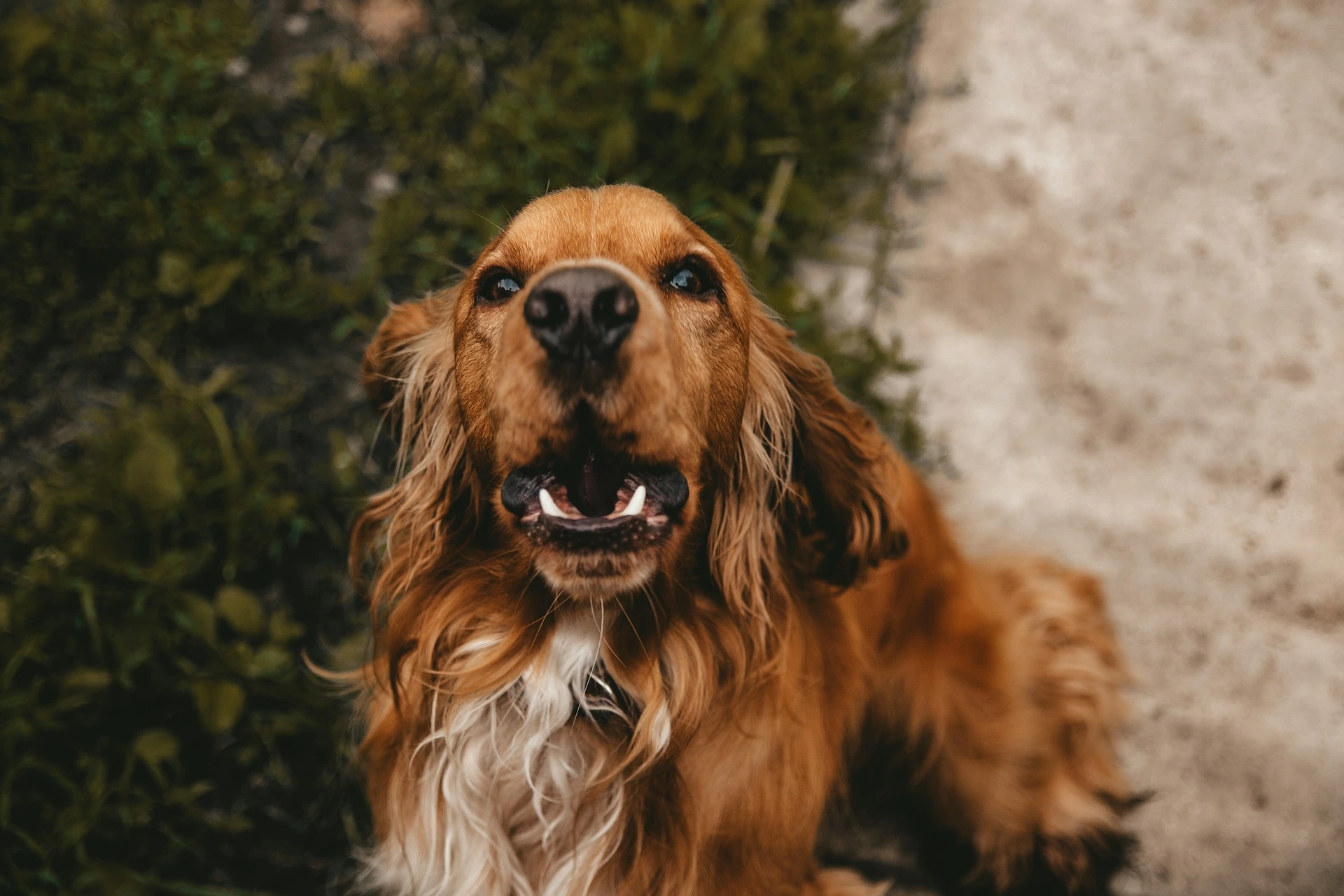A golden Cocker Spaniel with its mouth open as if barking or howling.