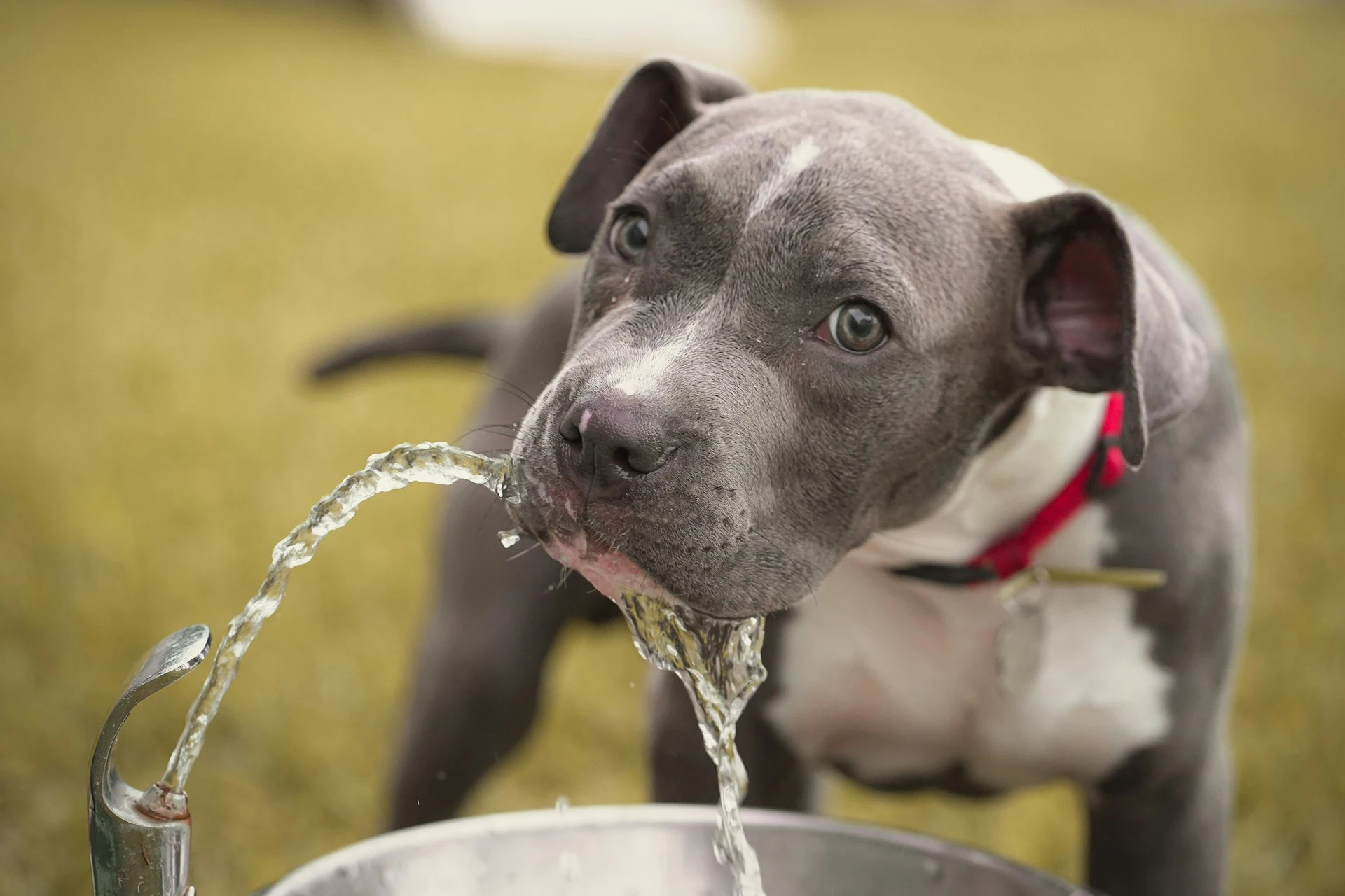A pit bull puppy drinks from a water fountain.
