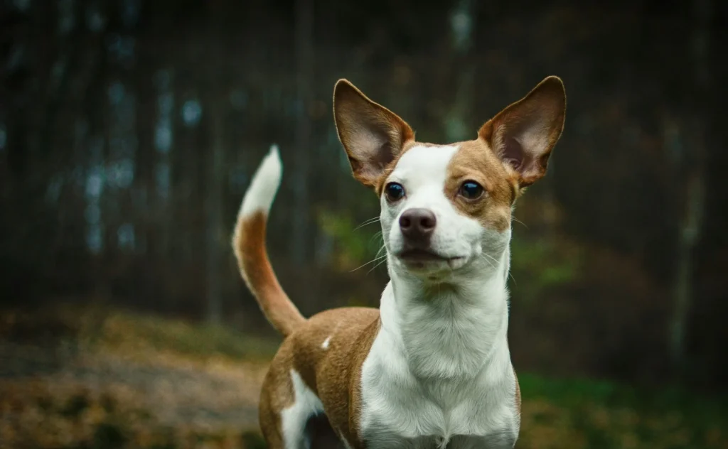 A Chihuahua stands in an outdoor setting against a dark, blurred background of trees.