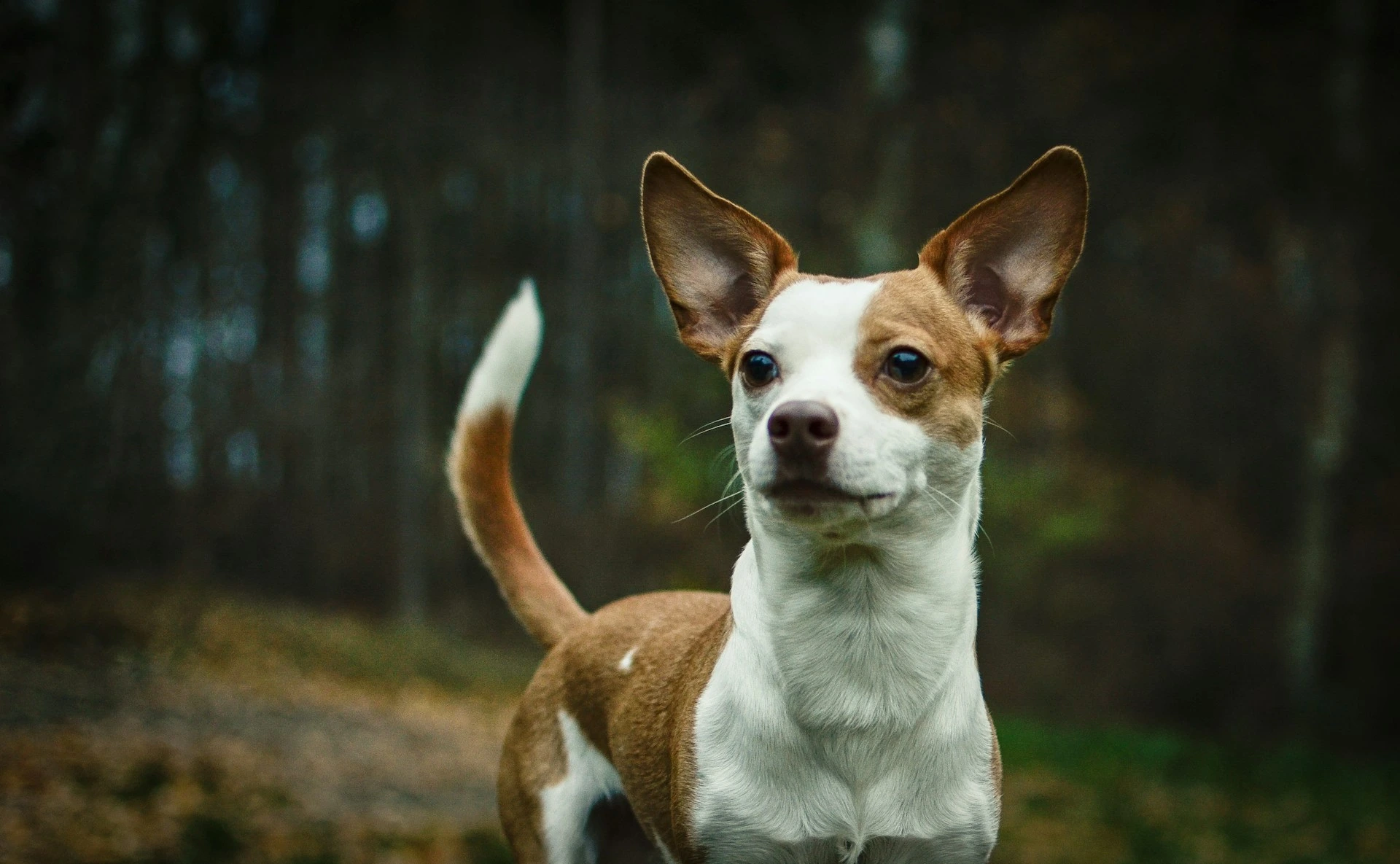 A Chihuahua stands in an outdoor setting against a dark, blurred background of trees.