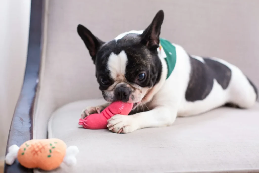 A French Bulldog playfully chewing on a pink plush toy.