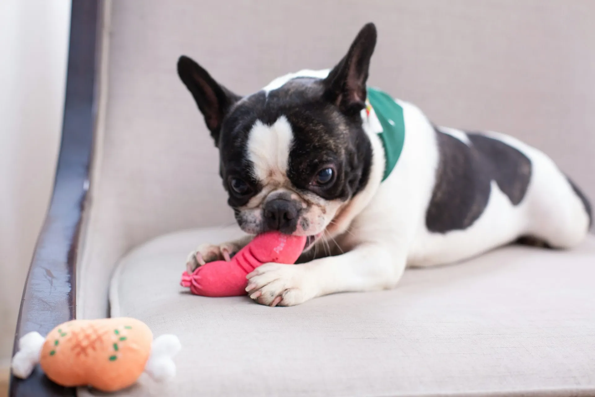 A French Bulldog playfully chewing on a pink plush toy.