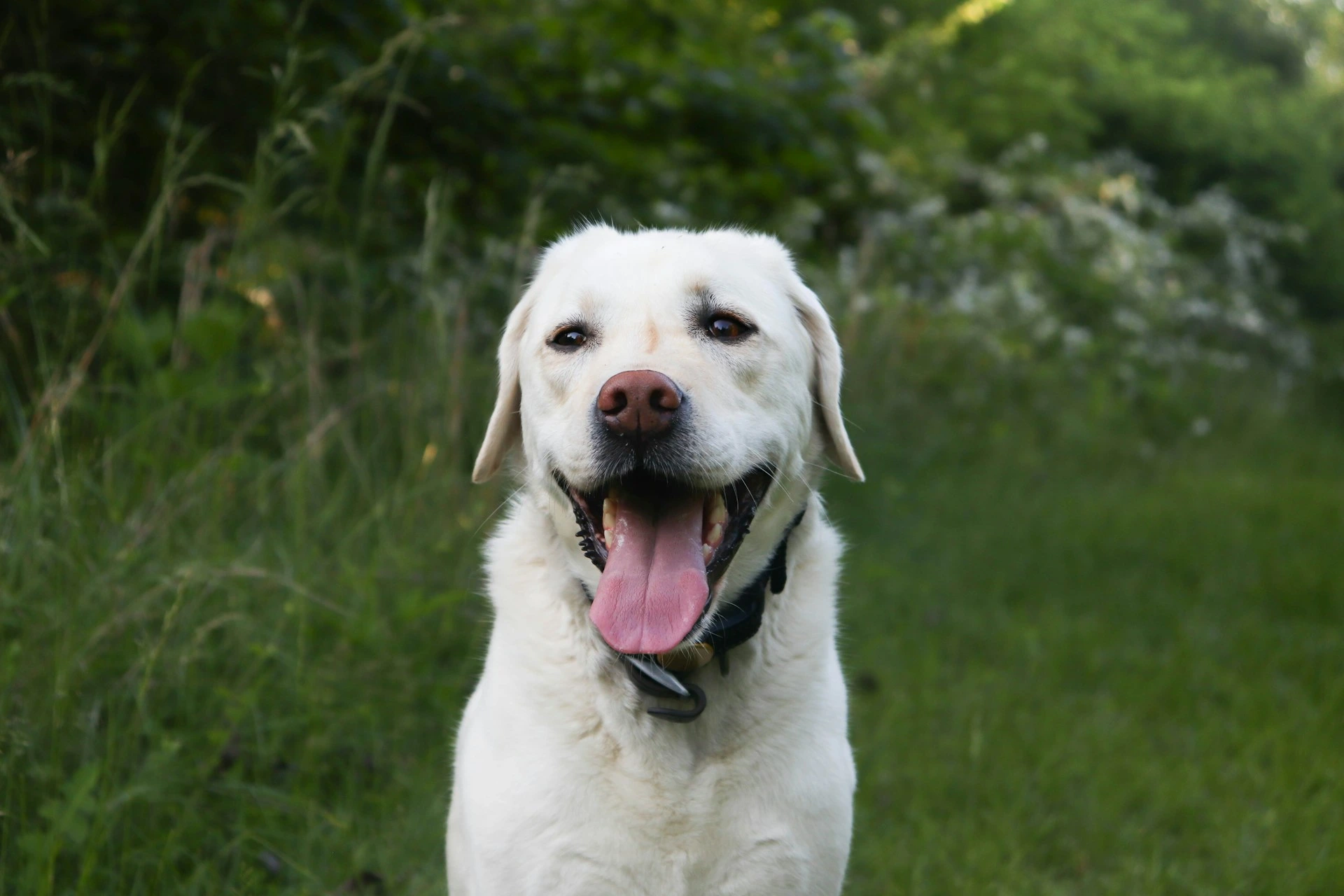 A dog is wearing a dark collar against a lush, green background of tall grass and trees.
