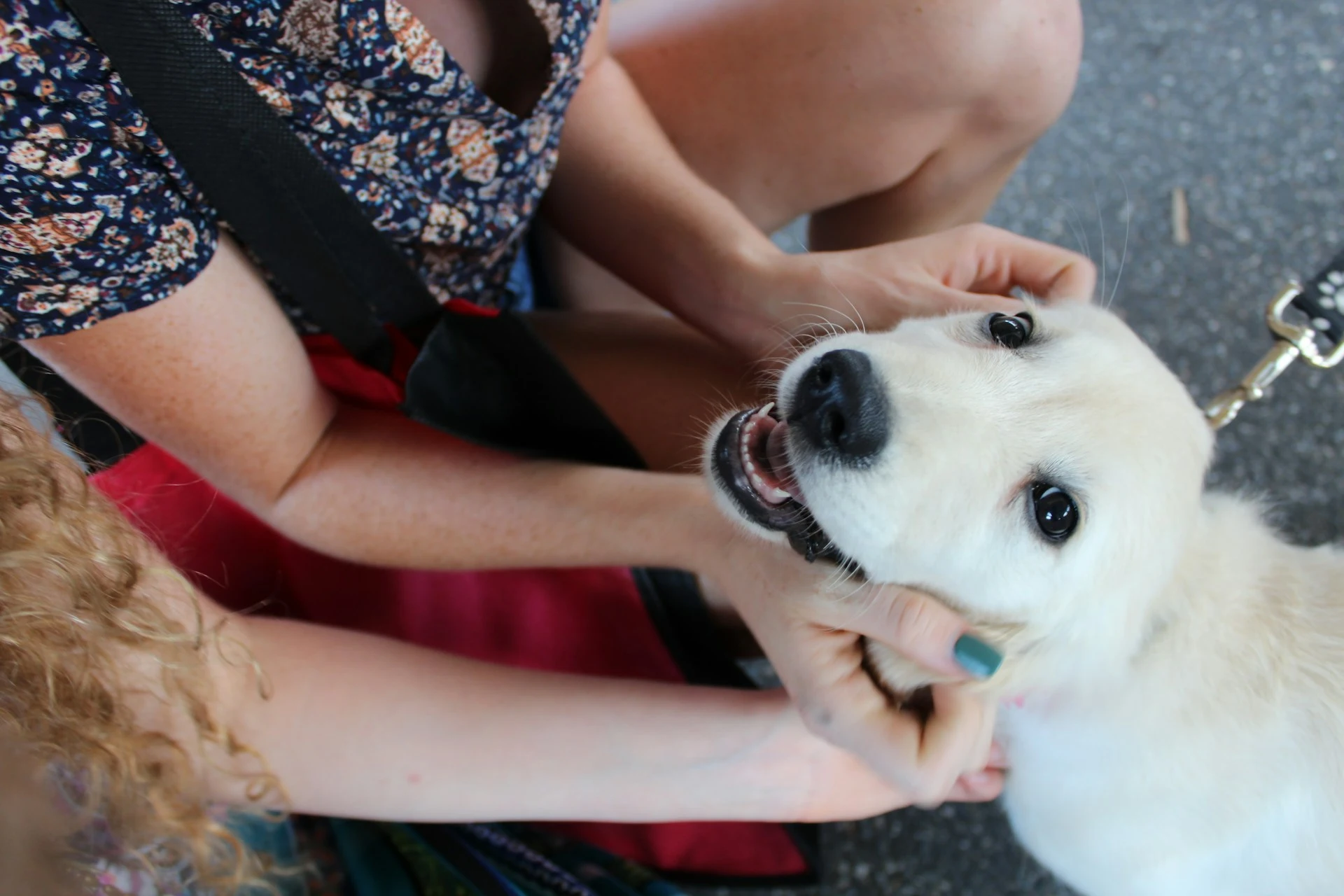A cream-colored Golden Retriever puppy looking up while being petted by two people.
