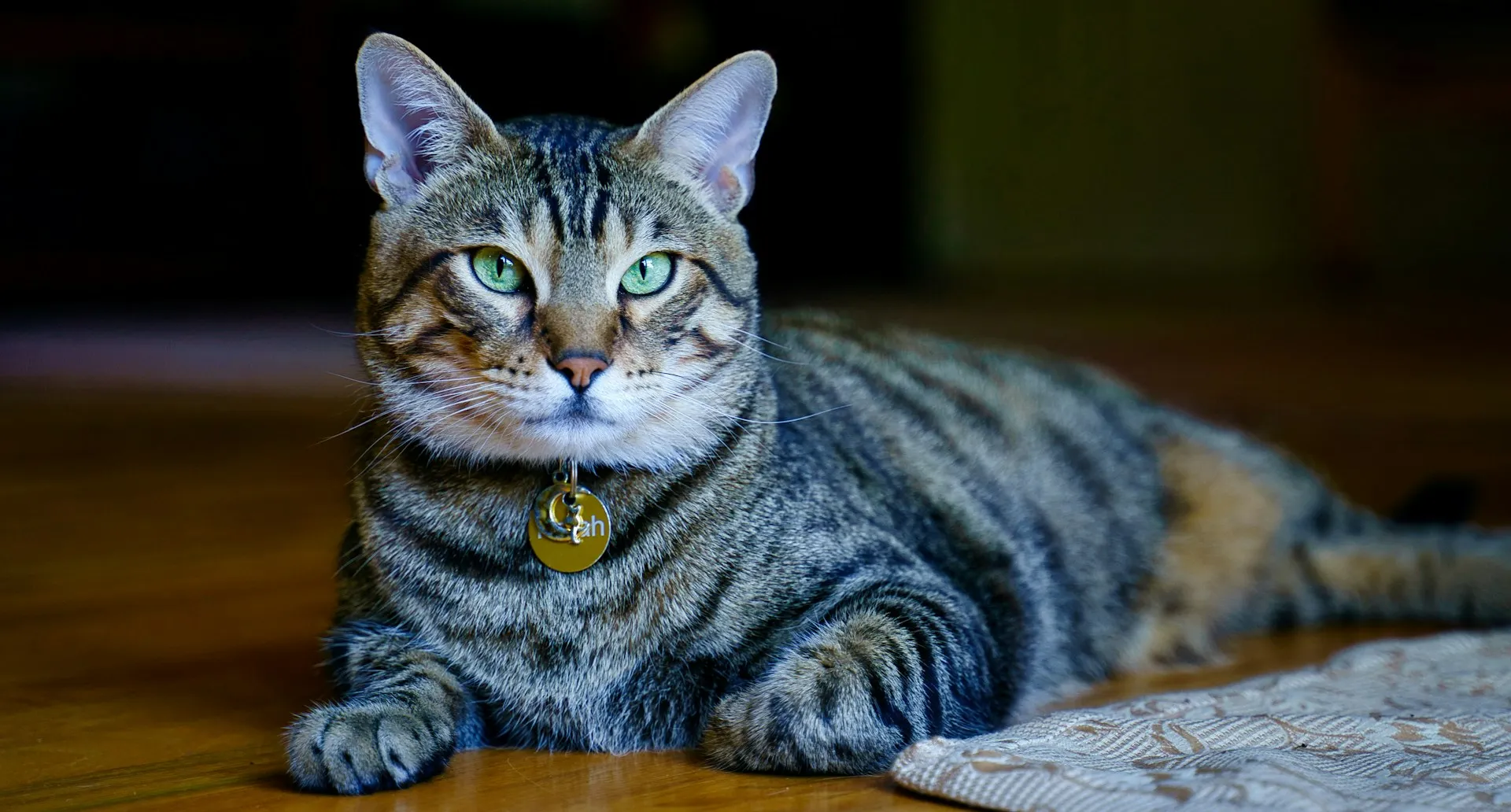 A large, striped tabby cat with striking green eyes lies calmly on a wooden floor.