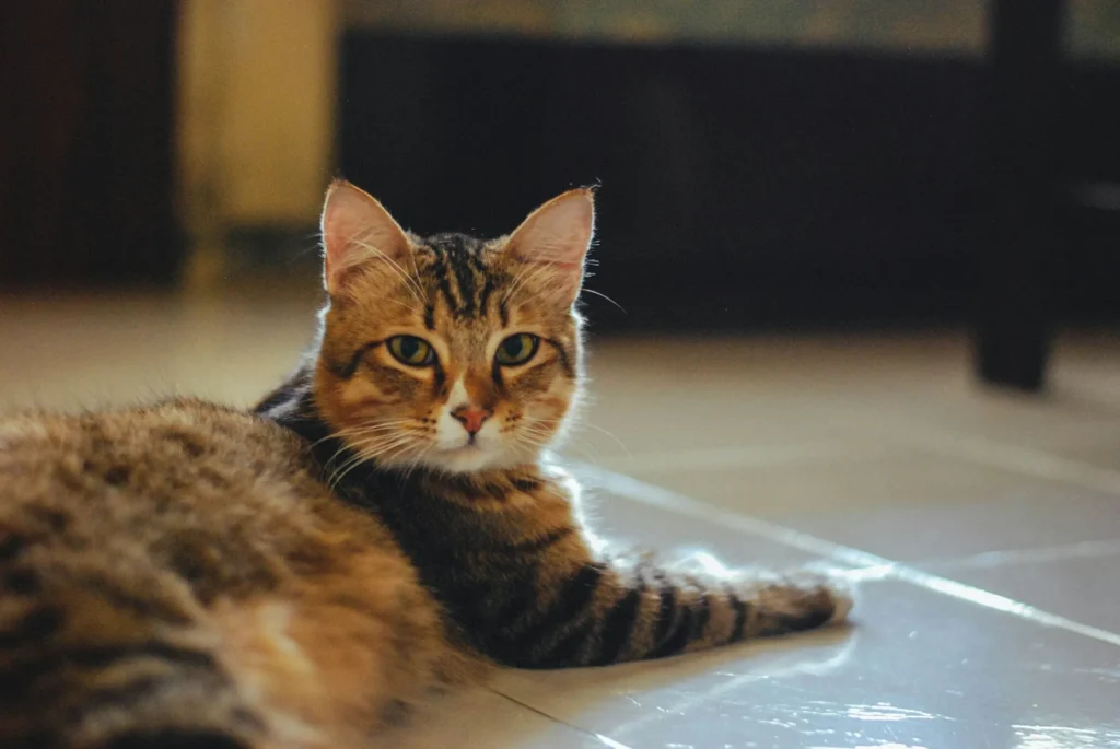 A brown tabby cat with alert ears and golden-green eyes lies on a tiled floor.